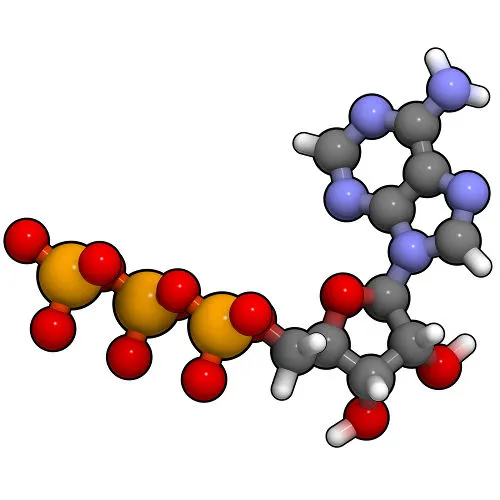 trifosfato de adenosina